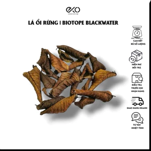 10 Lá Ổi Rừng Khô Tự Nhiên | Trang Trí Hồ Cá Biotope, Blackwater, Nước Đen