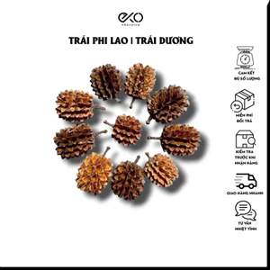 10 Trái Phi Lao Ấn Độ (Dương Liễu) | Dược Liệu Hồ Cá, Trang Trí Hồ Cá Thủy Sinh, Biotope, Blackwater.