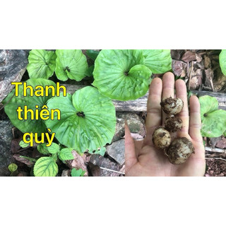 10 cây sâm 1 lá ( Thanh thiên quỳ )