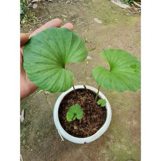 10 cây sâm 1 lá ( Thanh thiên quỳ )