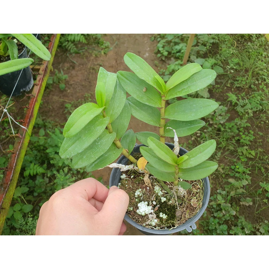 Hoa Lan Trầm Tím Cánh Mai