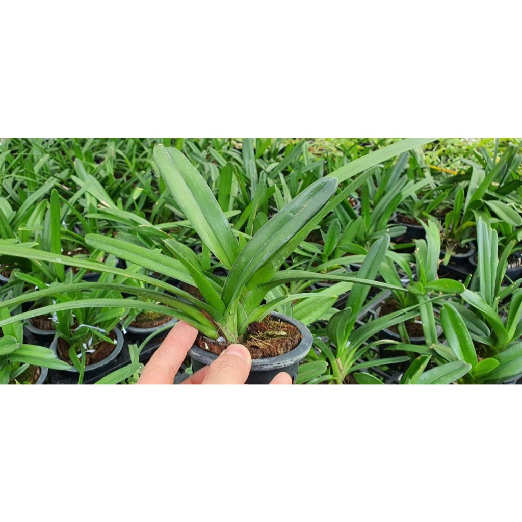 Hoa lan kiếm Xanh