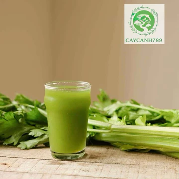 Cây cần tây Mỹ ép nước (Ảnh thật số 2)