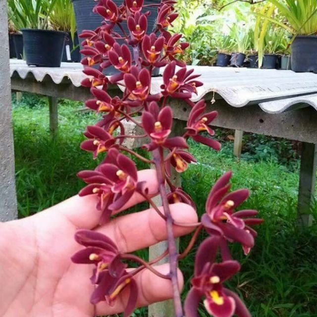 Kiếm Đỏ MỸ  Chậu Lớn