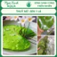 Cây thủy sinh Thuỷ Nữ – Sen 1 Lá mini – Lá tròn dễ trồng – Ngọc Xanh Aqua