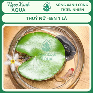 Cây thủy sinh Thuỷ Nữ – Sen 1 Lá mini – Lá tròn dễ trồng – Ngọc Xanh Aqua