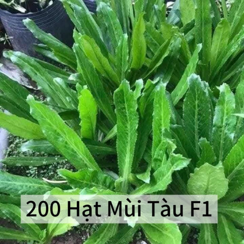 ComBo 12 Loại 💯Hạt Giống Rau Gia Vị ,Chia Lẻ Tiện Dụng