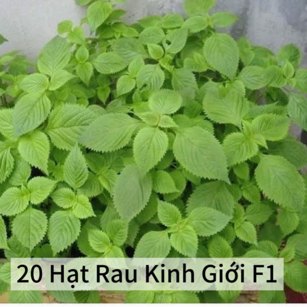 ComBo 12 Loại 💯Hạt Giống Rau Gia Vị ,Chia Lẻ Tiện Dụng