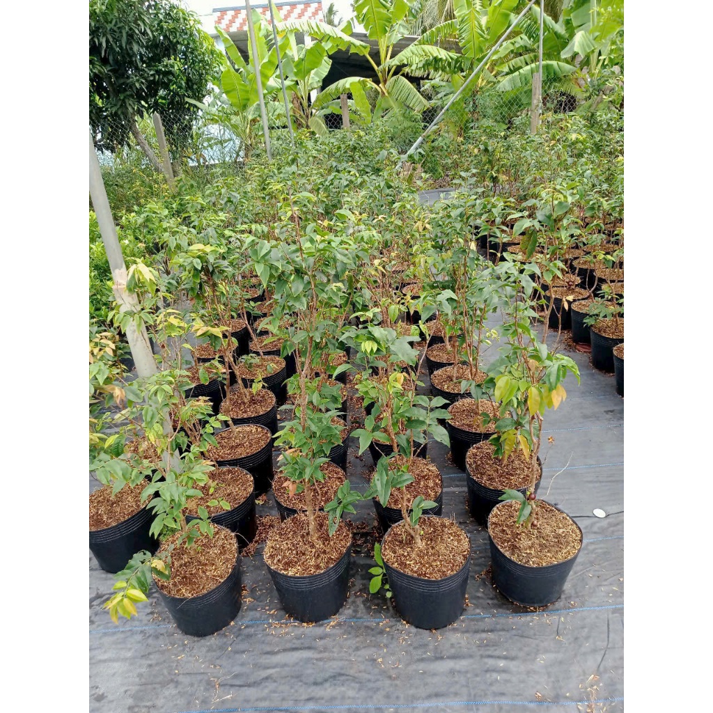 Cây Giống Nho Thân Gỗ 12 Vụ Ra Trái Quanh Năm Cao 70cm - 1 Mét