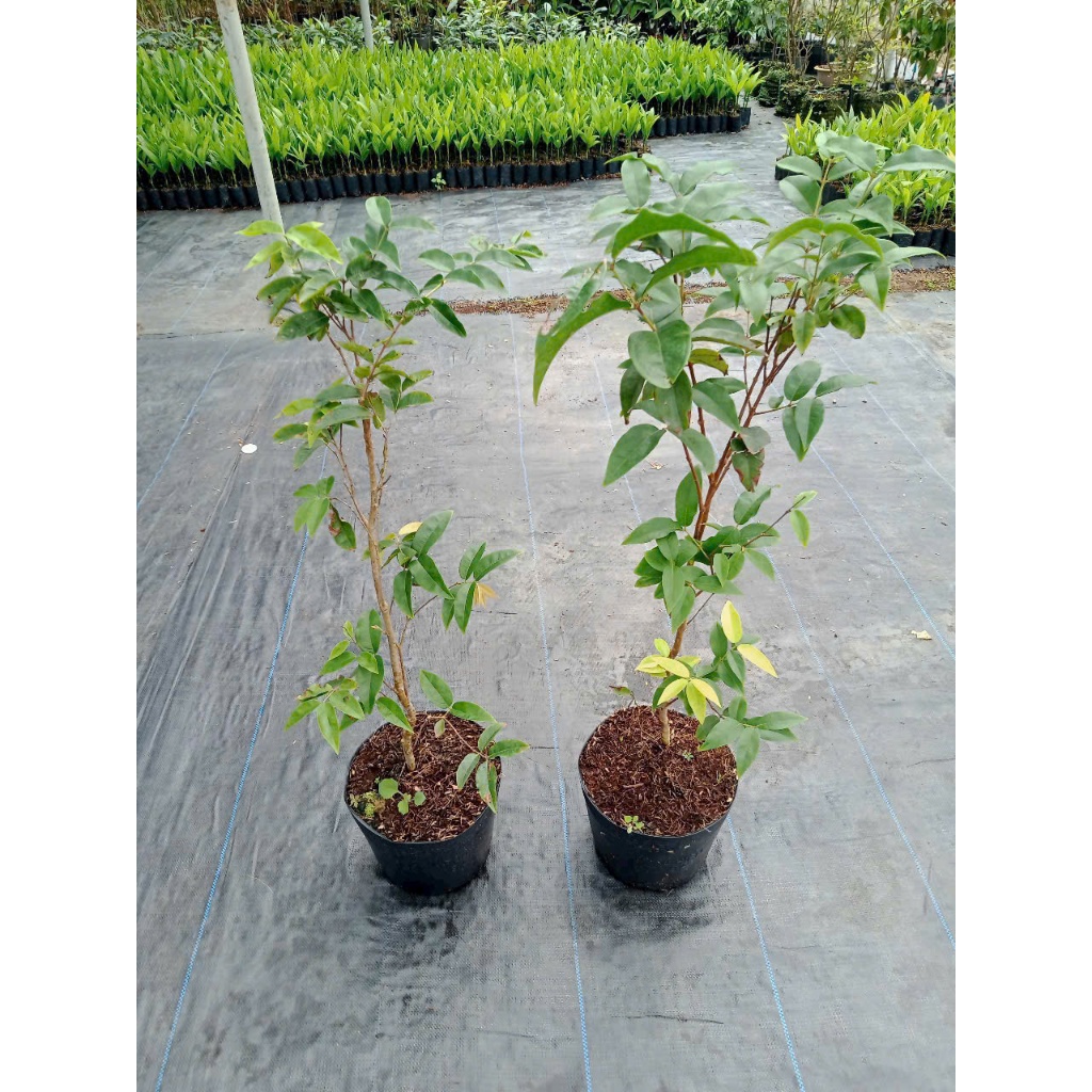 Cây Giống Nho Thân Gỗ 12 Vụ Ra Trái Quanh Năm Cao 70cm - 1 Mét
