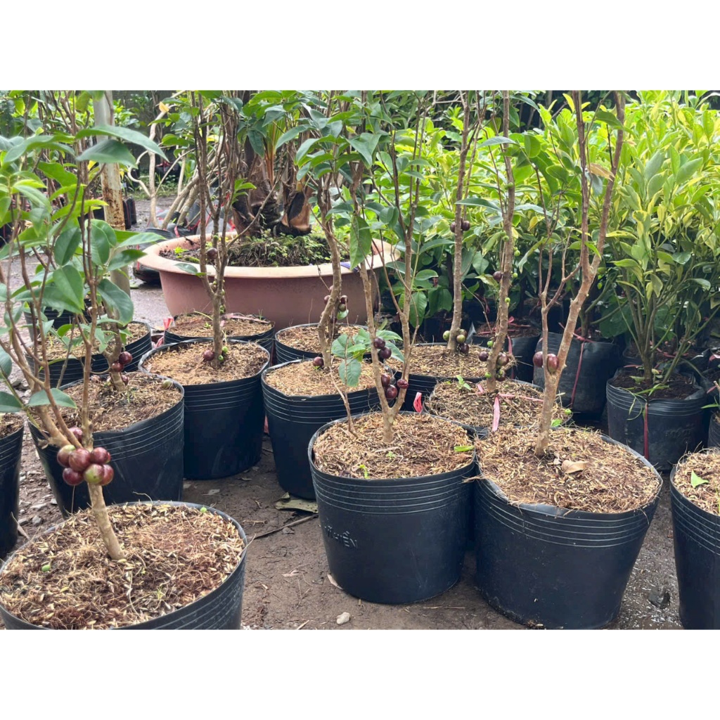Cây Giống Nho Thân Gỗ 12 Vụ Ra Trái Quanh Năm Cao 70cm - 1 Mét