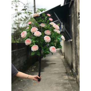 Cây hoa Trà Mộc Miên 1m cao cấp - Cây hoa trang trí