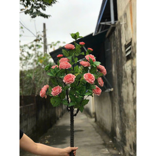 Cây hoa Trà Mộc Miên 1m cao cấp - Cây hoa trang trí