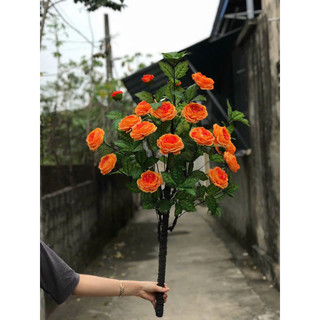 Cây hoa Trà Mộc Miên 1m cao cấp - Cây hoa trang trí