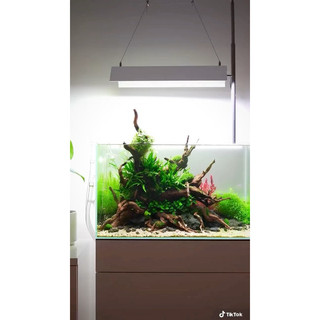 dương xỉ java trang trí bể thủy sinh không cần co2