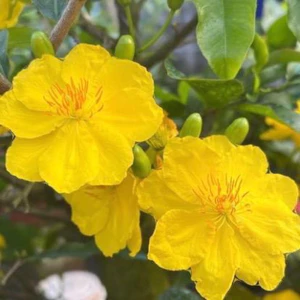 Mai ghép Siêu bông sài gòn ( cây giống cao 30-50cm )