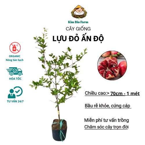 Cây Lựu Đỏ Ấn Độ – Giống Ngoại Cao Sản, Quả To Ngọt, Trồng Cực Sai Trái
