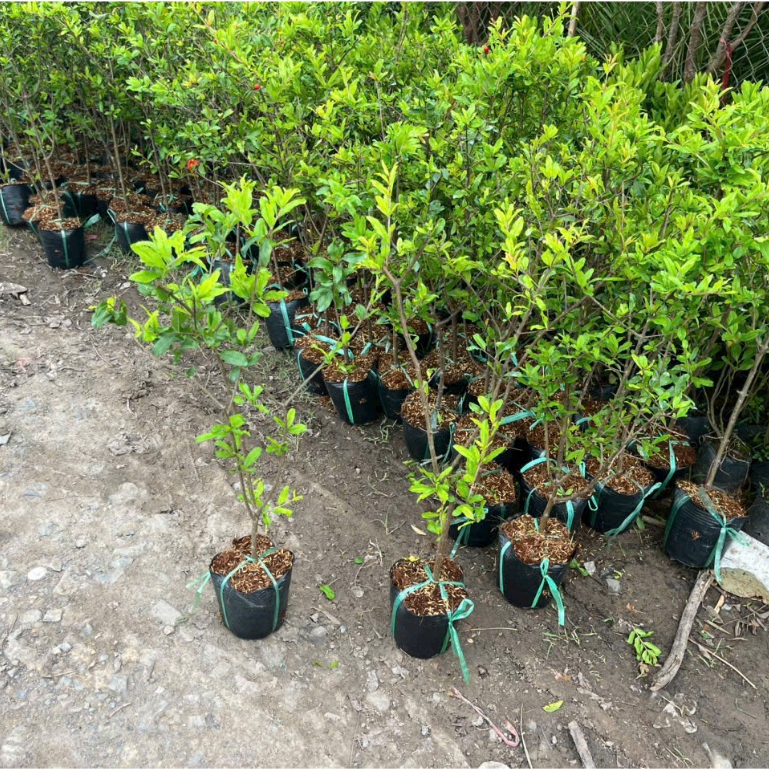 Cây Lựu Đỏ Ấn Độ – Giống Ngoại Cao Sản, Quả To Ngọt, Trồng Cực Sai Trái