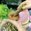Bánh tráng Bình Định - bánh tráng mì nhì / bánh tráng mì chà (xấp 10 cái, 0.6 kg) - dùng để cuốn