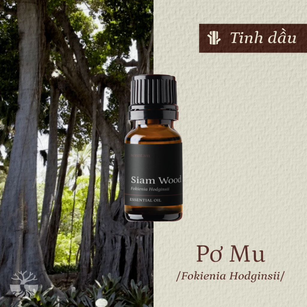 Tinh Dầu Pơ Mu Thiênhiên - Hình ảnh thực tế