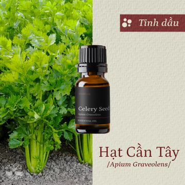Tinh dầu Hạt Cần Tây - Celery Seed thiên nhiên thơm lành xông phòng mạnh mẽ cay ấm chống viêm an thần khử khuẩn | SCENT