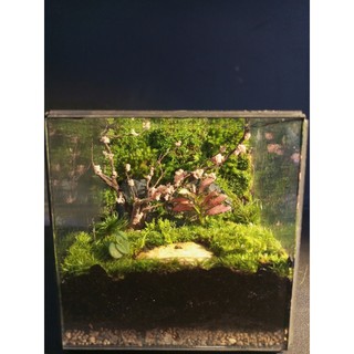 Terrarium " Rừng Mộng Mơ "  quà tặng ý nghĩa cho ngày kỷ niệm tặng kèm đèn đế gỗ