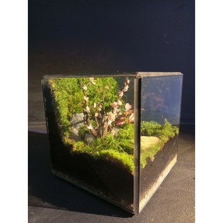 Terrarium " Rừng Mộng Mơ "  quà tặng ý nghĩa cho ngày kỷ niệm tặng kèm đèn đế gỗ