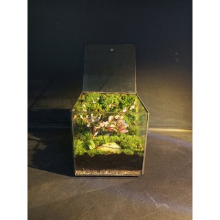 Terrarium " Rừng Mộng Mơ "  quà tặng ý nghĩa cho ngày kỷ niệm tặng kèm đèn đế gỗ