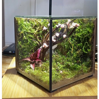 Terrarium " Thế Giới Bách Thảo " quà tặng sinh nhật ý nghĩa độc đáo