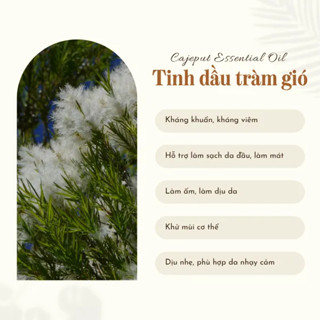 TINH DẦU TRÀM GIÓ (CAJEPUT ESSENTIAL OIL - PHÁP)🌿 50mL 100mL