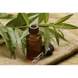 TINH DẦU TRÀM GIÓ (CAJEPUT ESSENTIAL OIL - PHÁP)🌿 50mL 100mL