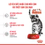 Thức Ăn Hạt Royal Canin Kitten Cho Mèo Con