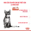 Thức Ăn Hạt Royal Canin Kitten Cho Mèo Con