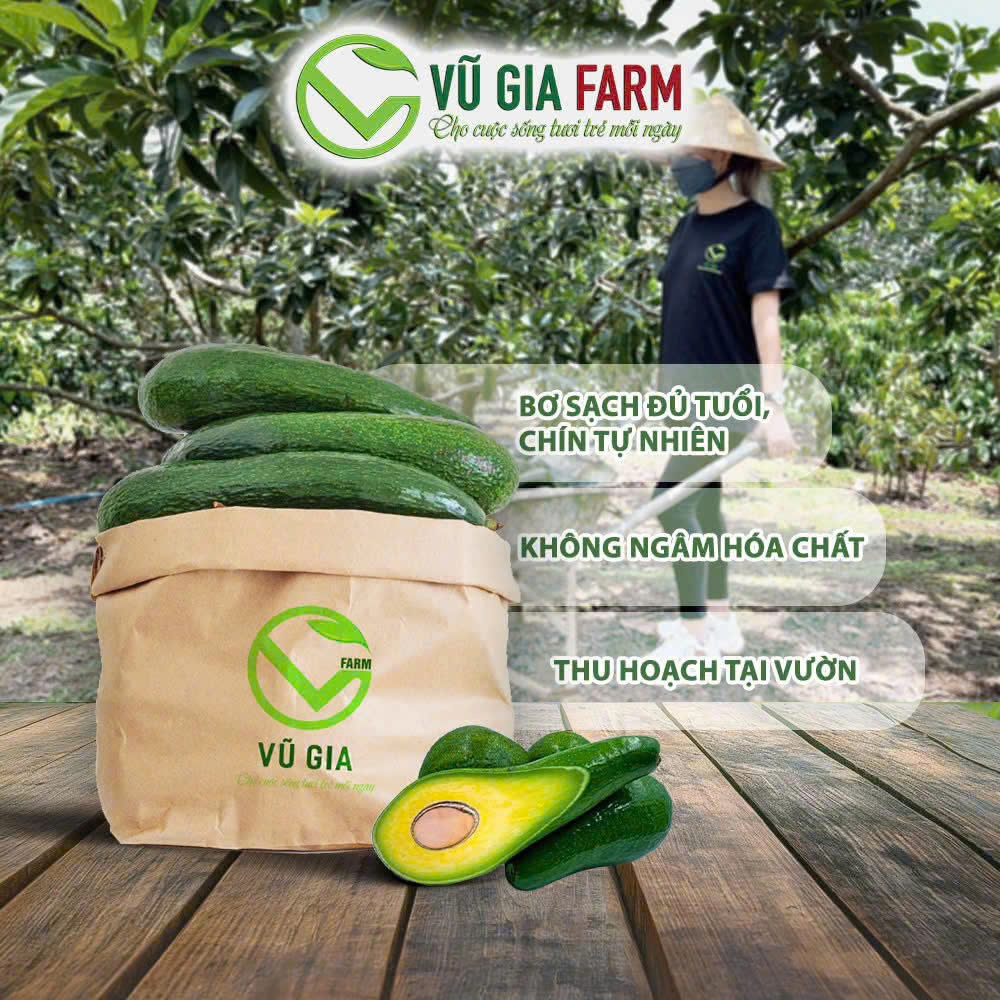 [TOÀN QUỐC SIZE NHỎ] Bơ 034 Size 3-4-5 trái/kg Tây Nguyên Vũ Gia Farm - bơ sạch nhà trồng, thu hoạch trực tiếp