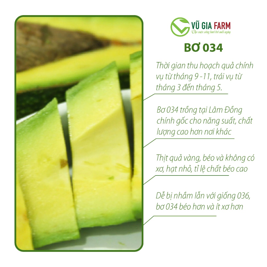 [TOÀN QUỐC SIZE NHỎ] Bơ 034 Size 3-4-5 trái/kg Tây Nguyên Vũ Gia Farm - bơ sạch nhà trồng, thu hoạch trực tiếp