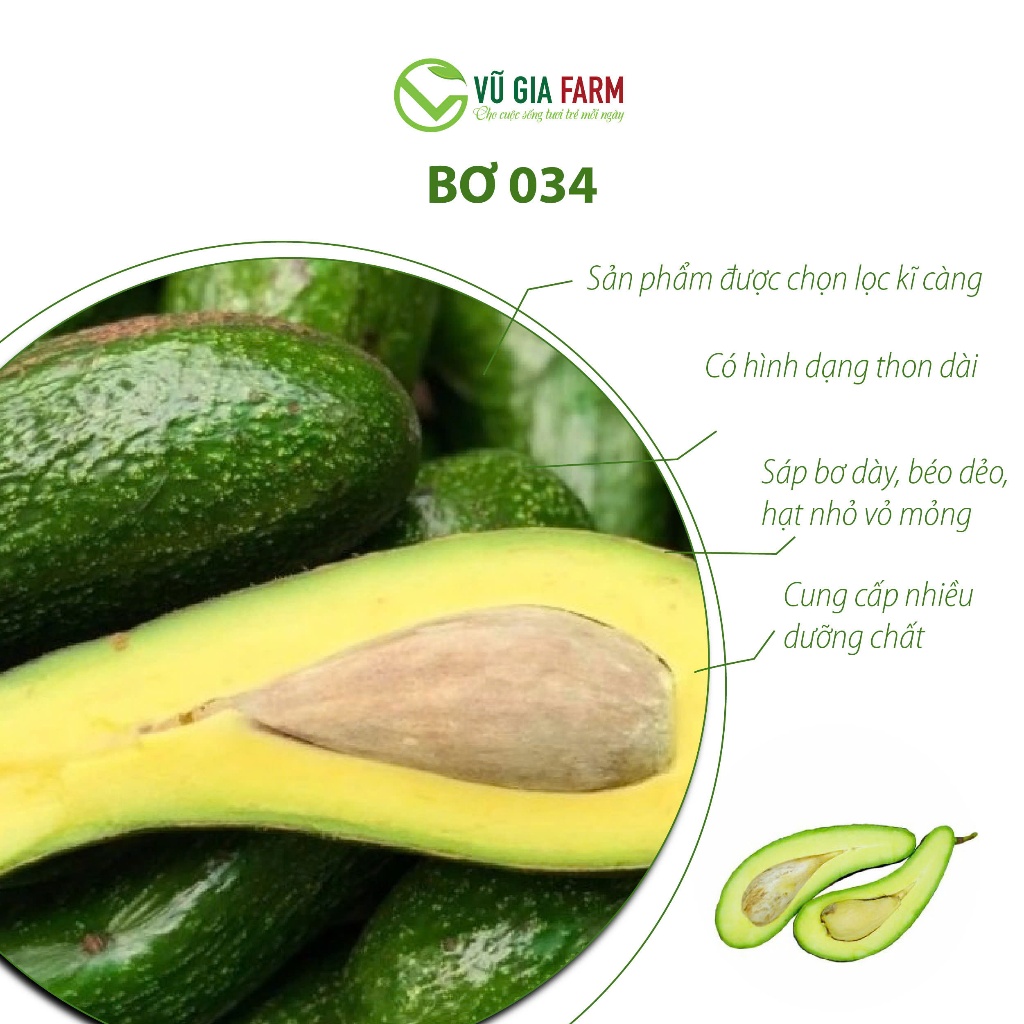 [TOÀN QUỐC SIZE NHỎ] Bơ 034 Size 3-4-5 trái/kg Tây Nguyên Vũ Gia Farm - bơ sạch nhà trồng, thu hoạch trực tiếp