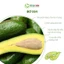 Bơ 034 Size 3-4-5 trái/kg Tây Nguyên Vũ Gia Farm - bơ sạch nhà trồng, thu hoạch trực tiếp