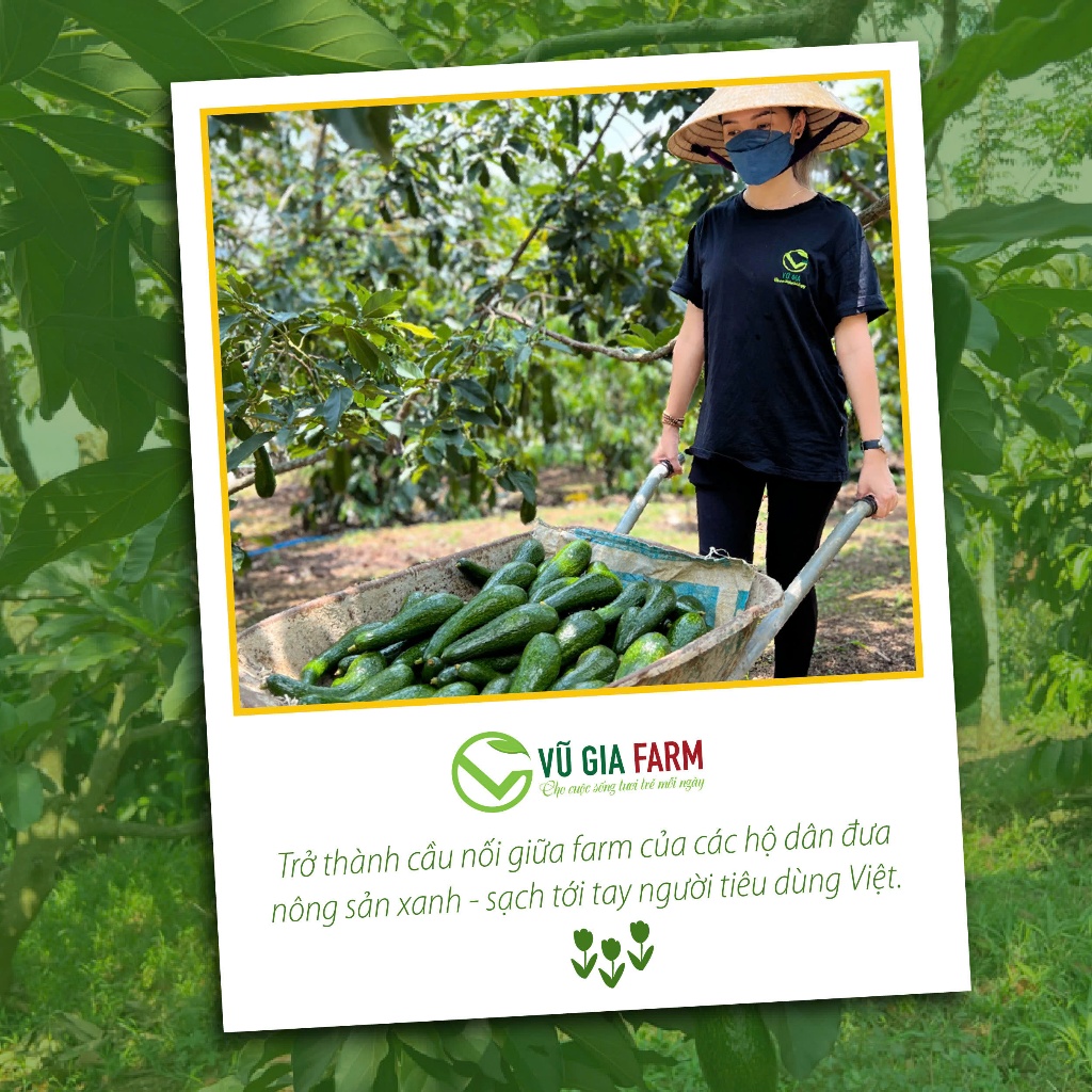 [TOÀN QUỐC SIZE NHỎ] Bơ 034 Size 3-4-5 trái/kg Tây Nguyên Vũ Gia Farm - bơ sạch nhà trồng, thu hoạch trực tiếp