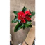 Cây Tiểu Hồng Môn Thủy Sinh Cao 40-50cm – Cây Cảnh Để Bàn, Thanh Lọc Không Khí