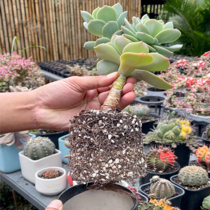 Đất trồng sen đá,xương rồng cao cấp,giá thể trộn dành chuyên dùng send đá và xương rồng