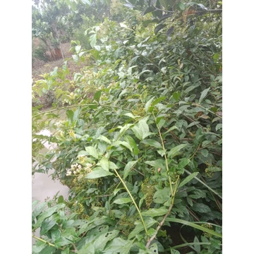 1kg xạ đen t.ươi hòa bình hỗ trợ kềm đường h.uyết