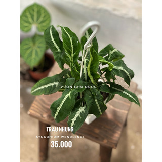 Combo 3-4 loại chậu treo trắng nhỏ trầu bà các loại - dễ chăm sóc, có thể trồng trong nhà, lọc không khí - Vườn Như Ngọc
