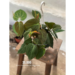 Combo 3-4 loại chậu treo trắng nhỏ trầu bà các loại - dễ chăm sóc, có thể trồng trong nhà, lọc không khí - Vườn Như Ngọc