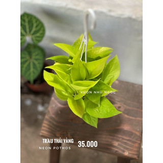 Combo 3-4 loại chậu treo trắng nhỏ trầu bà các loại - dễ chăm sóc, có thể trồng trong nhà, lọc không khí - Vườn Như Ngọc