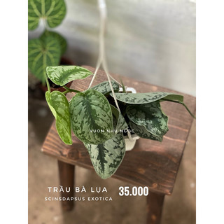 Combo 3-4 loại chậu treo trắng nhỏ trầu bà các loại - dễ chăm sóc, có thể trồng trong nhà, lọc không khí - Vườn Như Ngọc