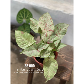 Combo 3-4 loại chậu treo trắng nhỏ trầu bà các loại - dễ chăm sóc, có thể trồng trong nhà, lọc không khí - Vườn Như Ngọc