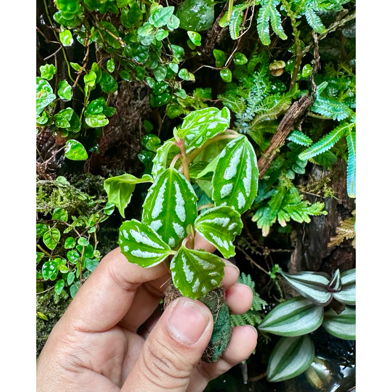 chậu dưa hấu mini setup bán cạn,terrarium