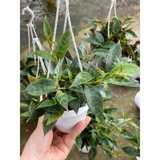 Chậu Treo Mini Mắt Nai (Má Đào Sọc) - Aeschynanthus - Dễ chăm sóc, thích hợp trang trí ban công - Vườn Như Ngọc