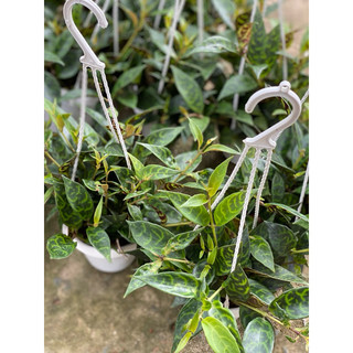 Chậu Treo Mini Mắt Nai (Má Đào Sọc) - Aeschynanthus - Dễ chăm sóc, thích hợp trang trí ban công - Vườn Như Ngọc