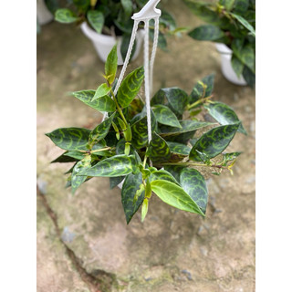 Chậu Treo Mini Mắt Nai (Má Đào Sọc) - Aeschynanthus - Dễ chăm sóc, thích hợp trang trí ban công - Vườn Như Ngọc